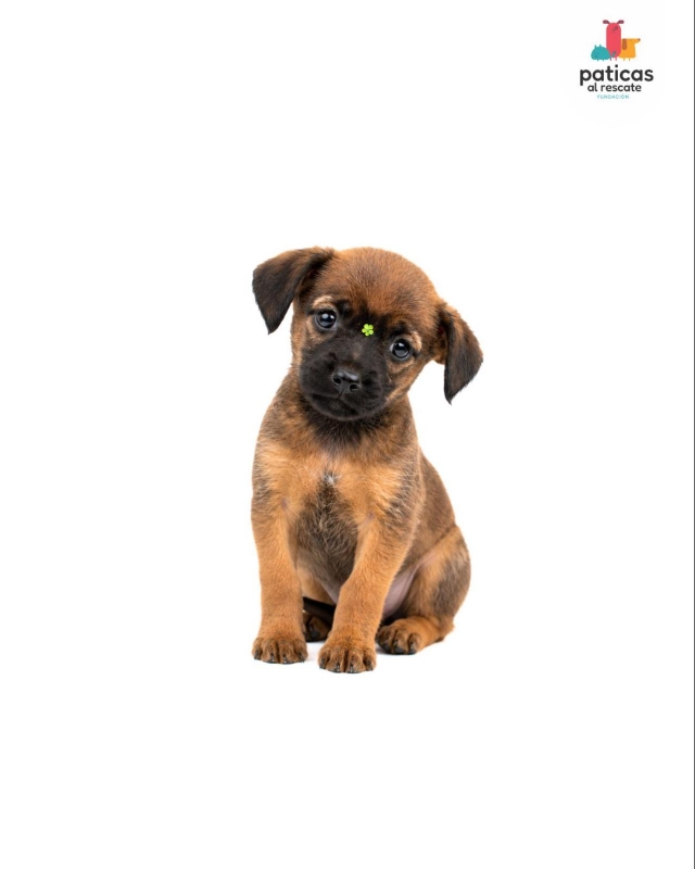 ADOPTA A CÚRCUMA_2