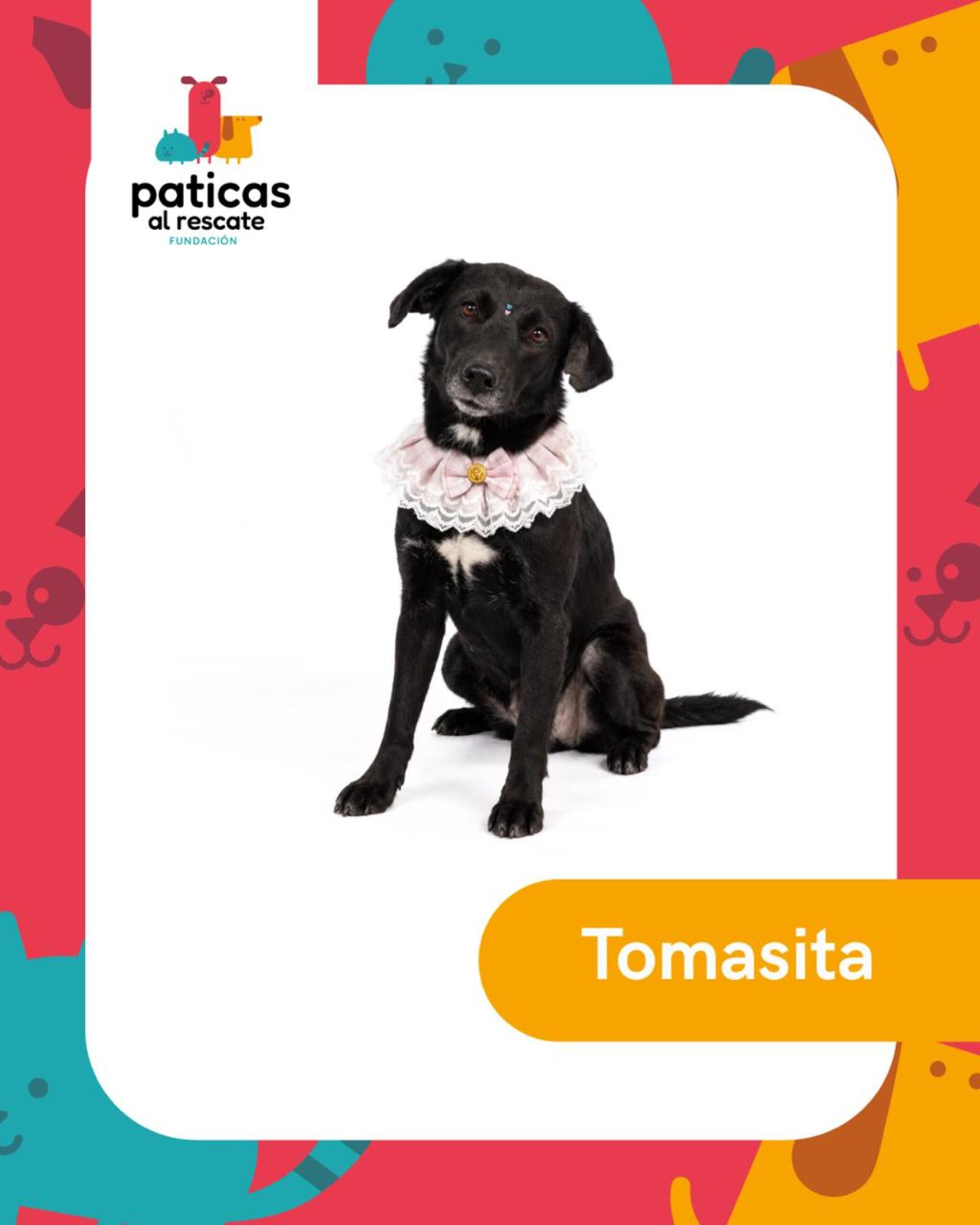 ADOPTA A TOMASITA _1
