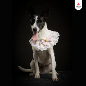 Adopta a Suki_9