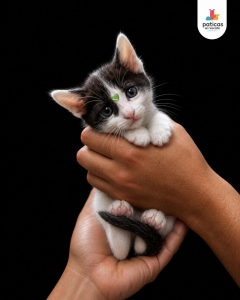ADOPTA A GRECIA_6