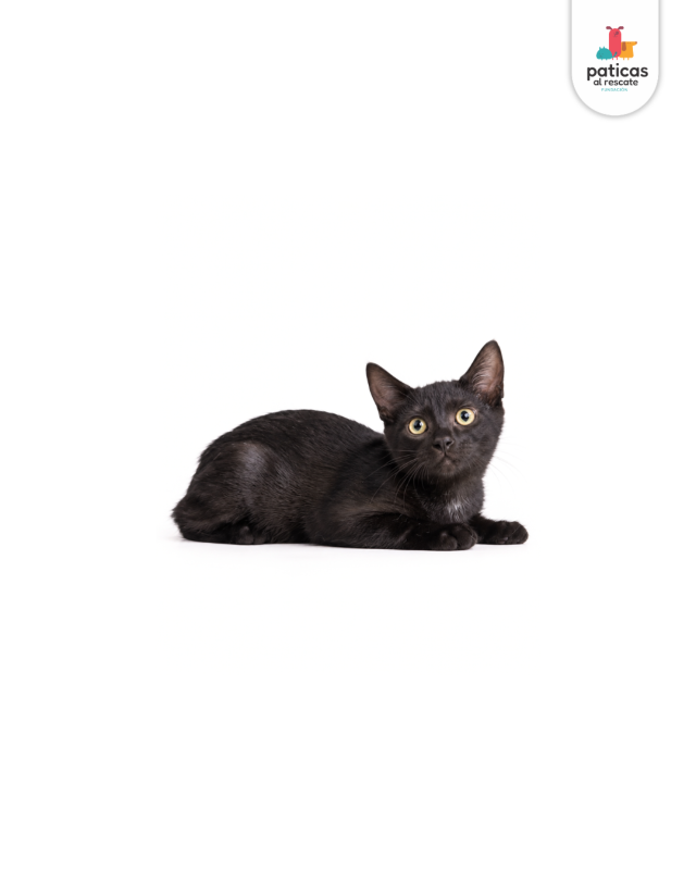 ADOPTA A SALEM_7