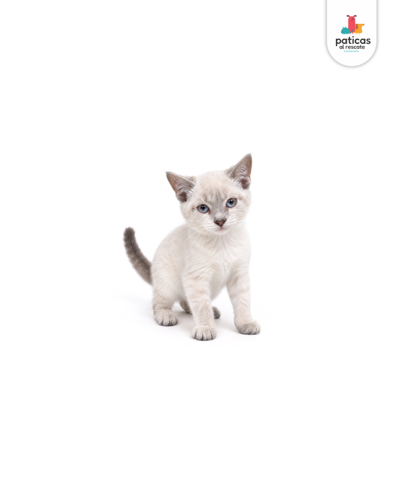 ADOPTA A CHANTILLY_5