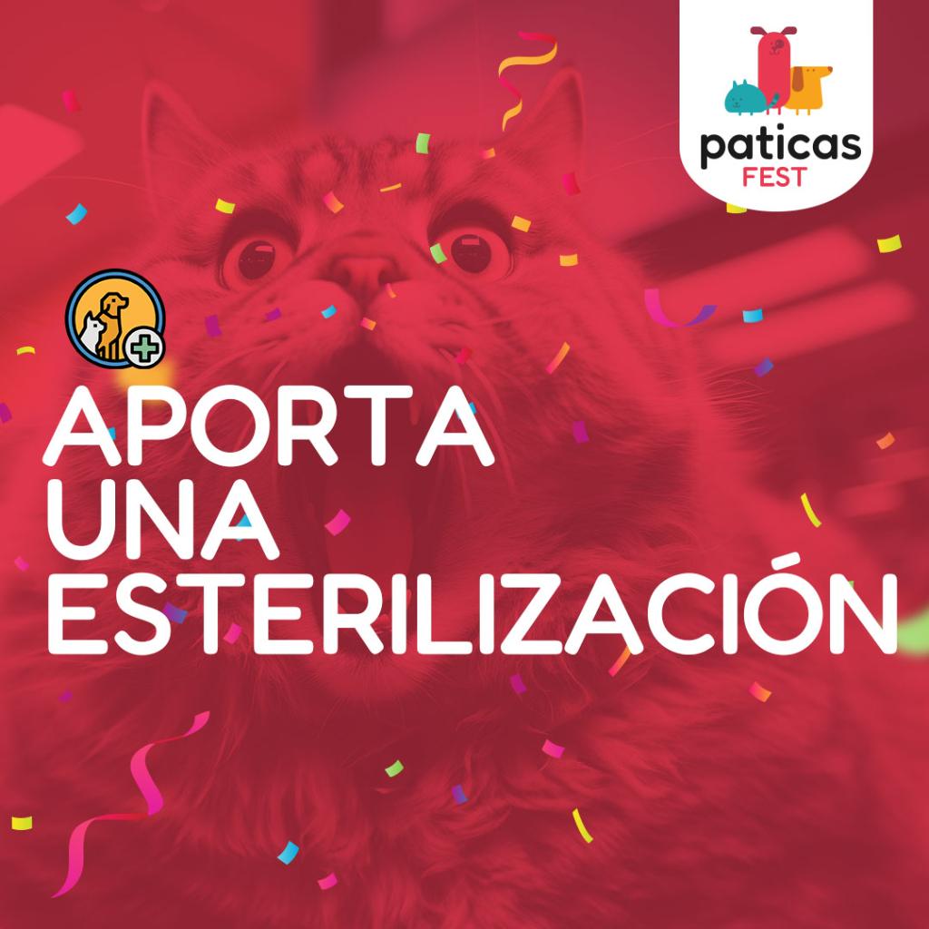 APORTA UNA ESTERILIZACIÓN DE GATICOS_1