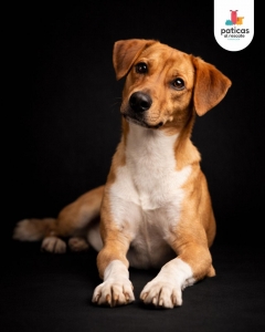 ADOPTA A SERAFÍN_4