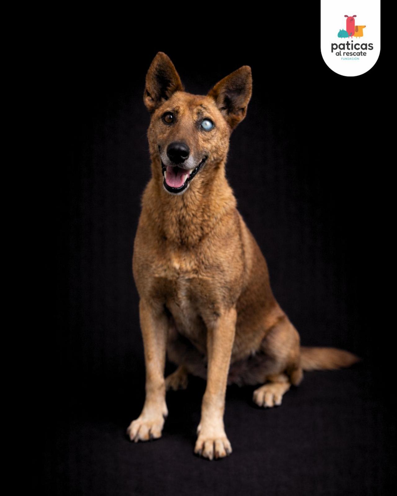 ADOPTA A HÉRCULES_10