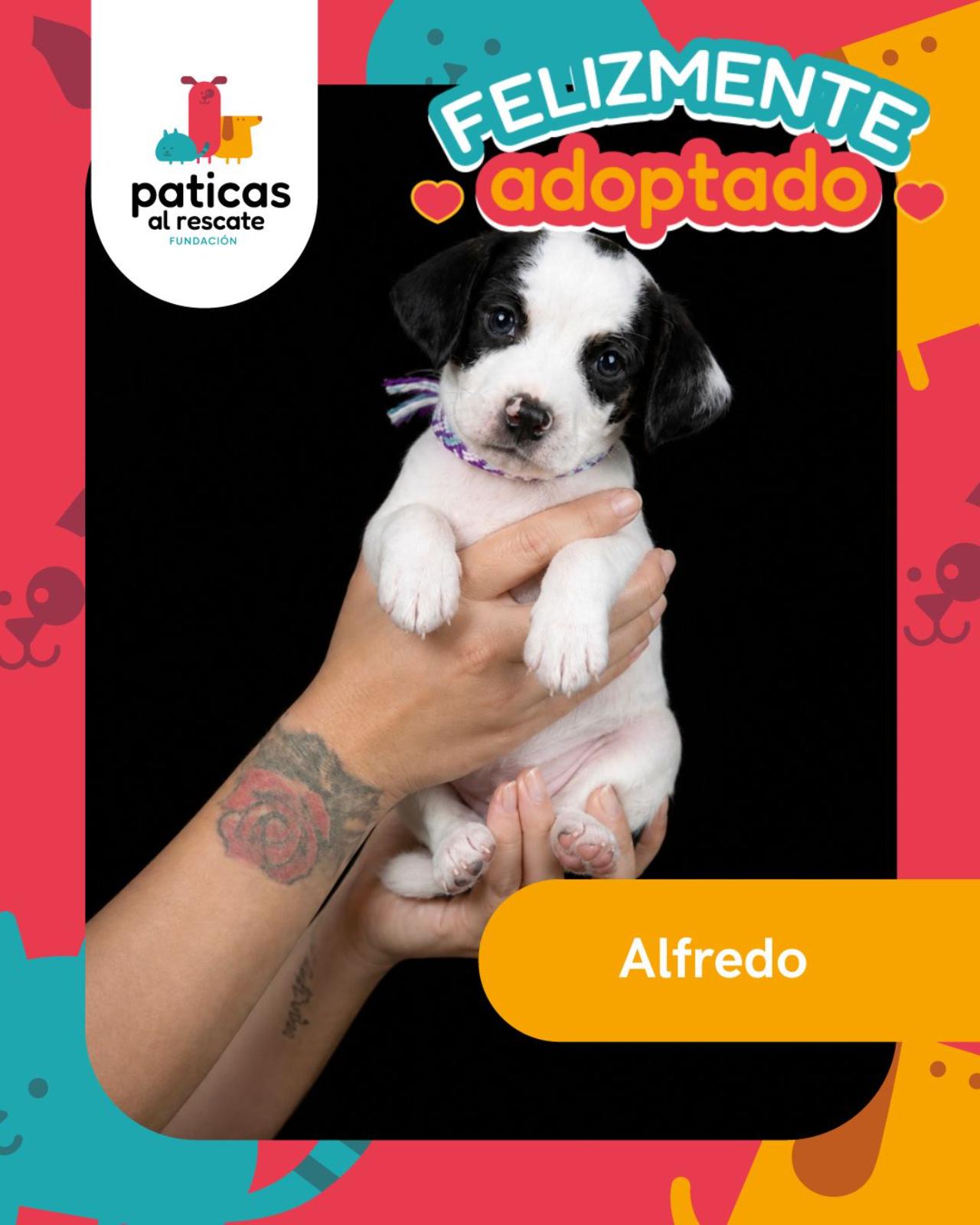 ADOPTA A ALFREDO - Paticas al Rescate