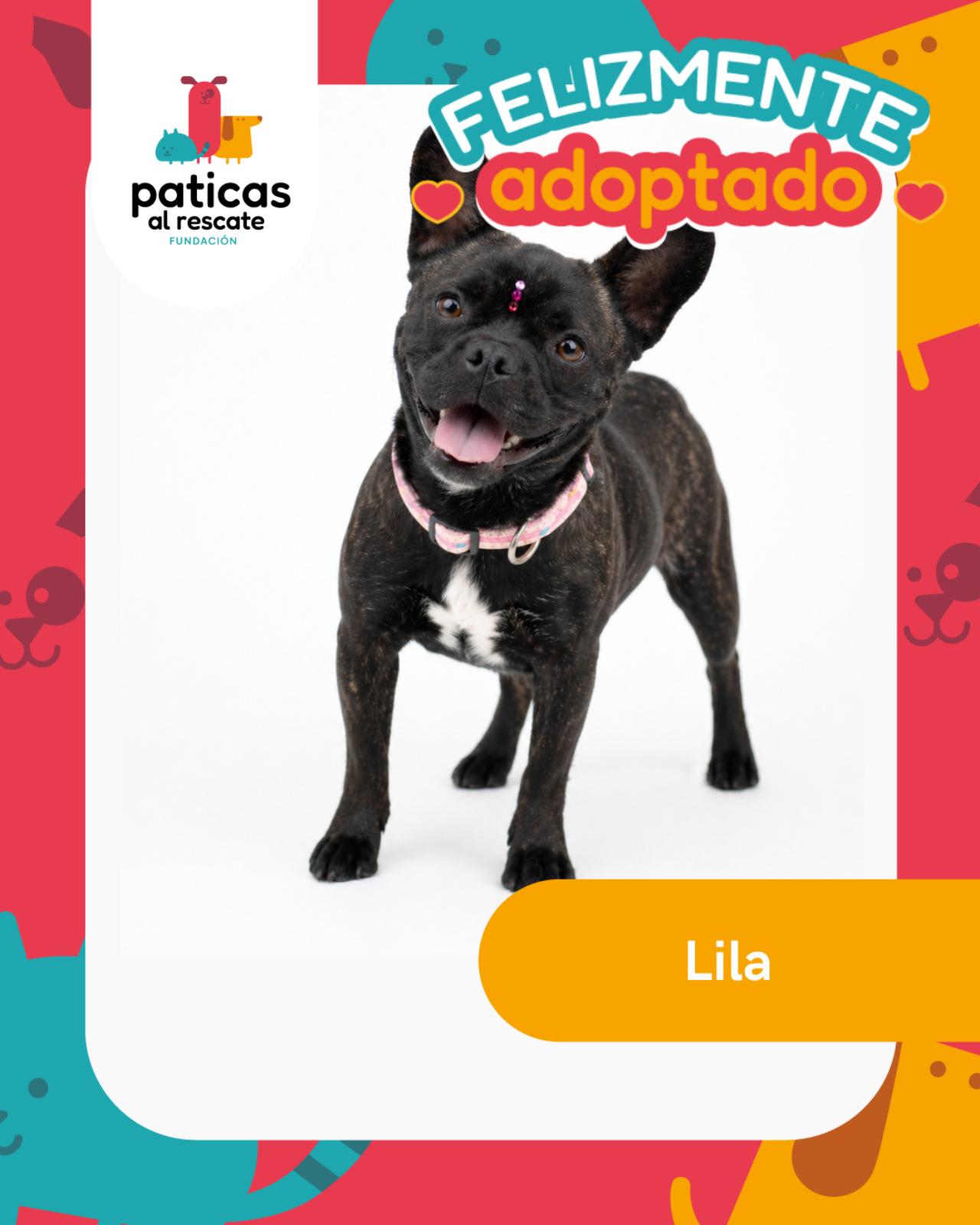 ADOPTA A LILA - Paticas al Rescate