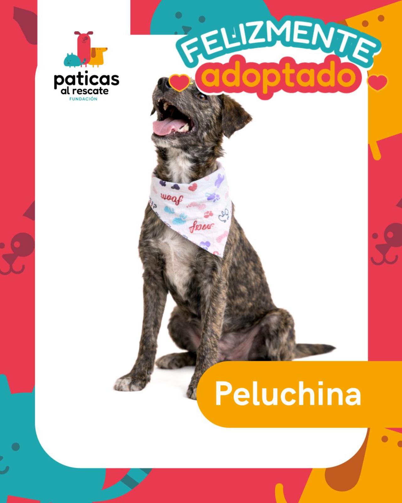 ADOPTA A PELUCHINA - Paticas al Rescate