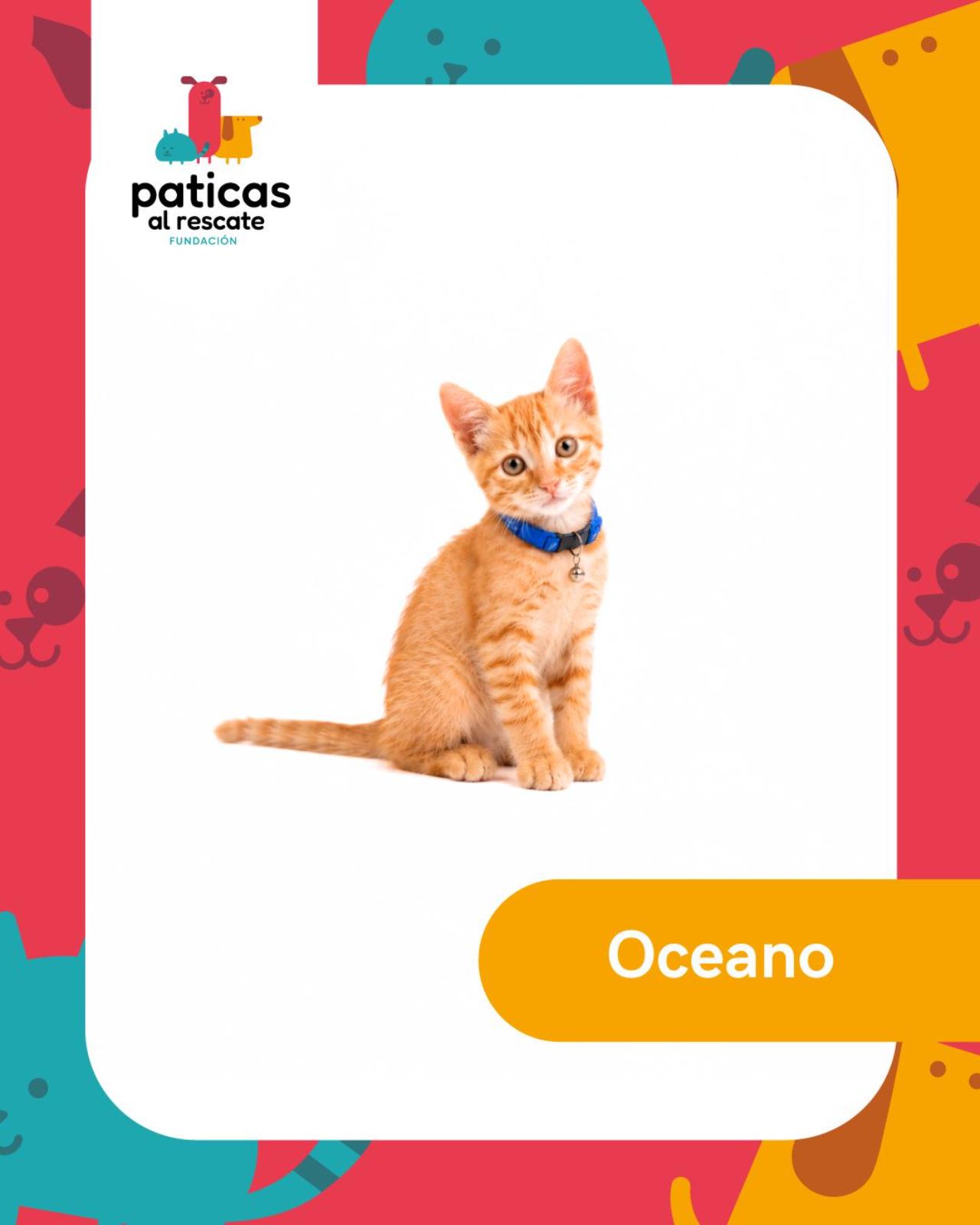 ADOPTA A OCÉANO_1