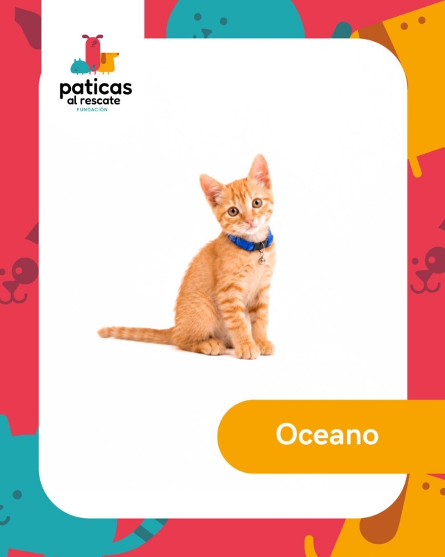 ADOPTA A OCÉANO_1