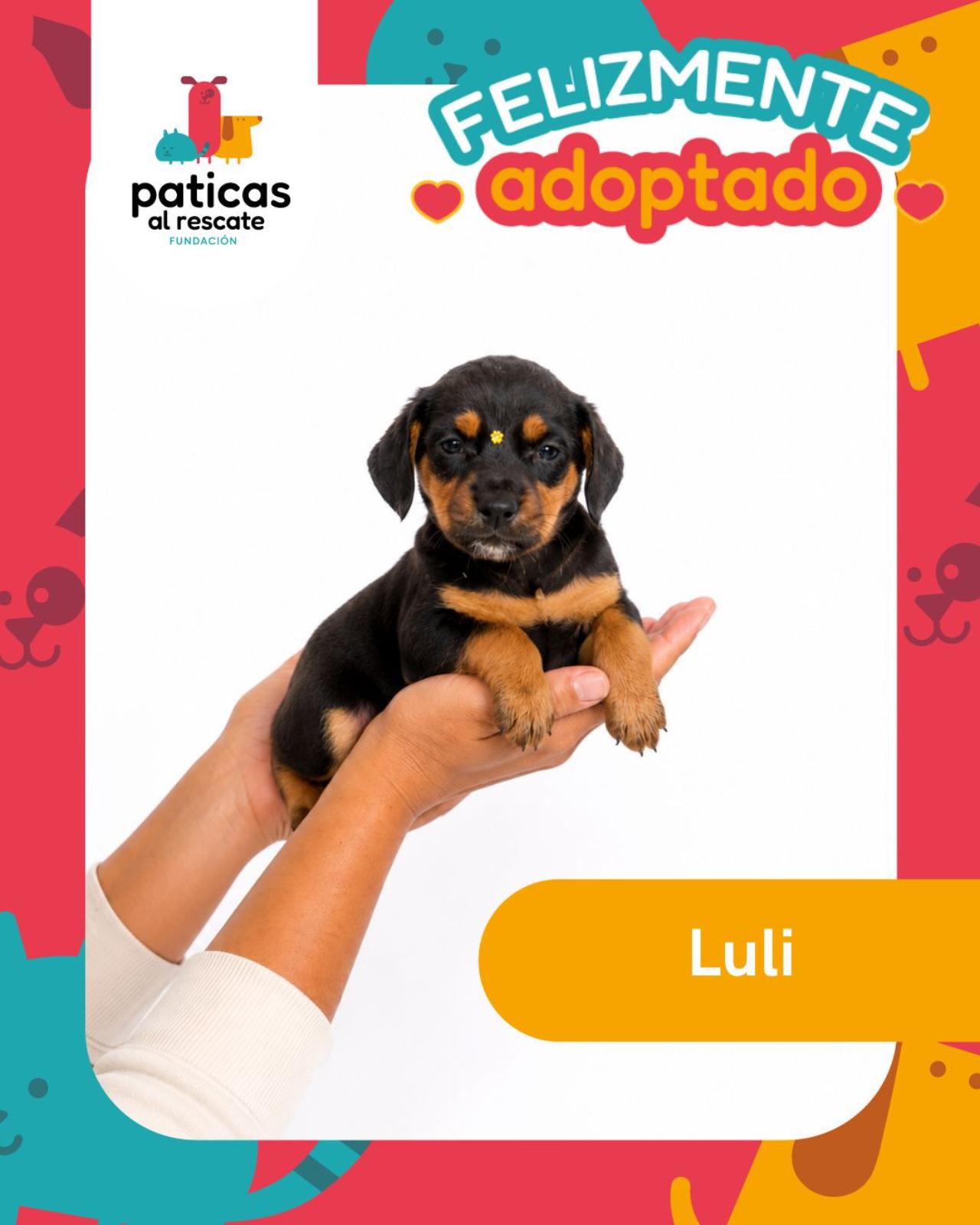 ADOPTA A LULI_1