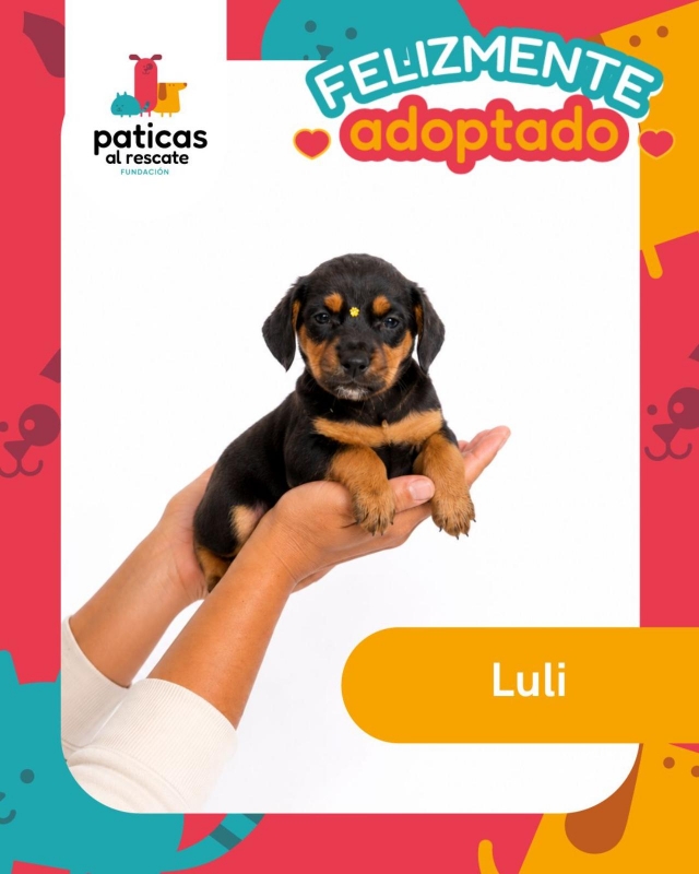 ADOPTA A LULI_1