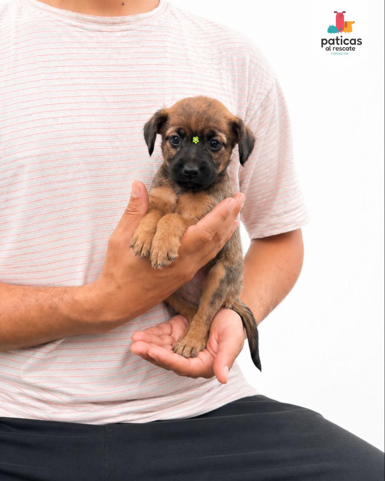 ADOPTA A CÚRCUMA_5