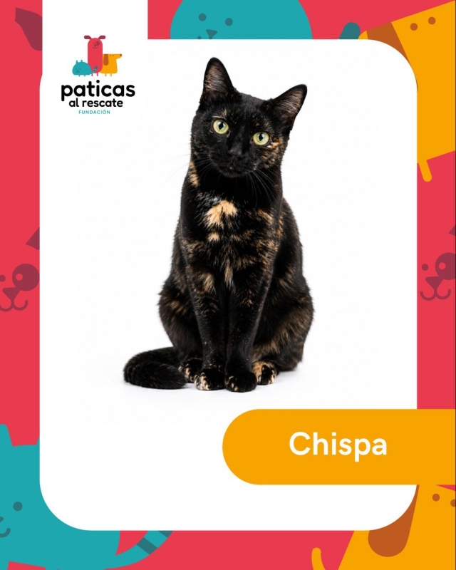 ADOPTA A CHISPITA_1