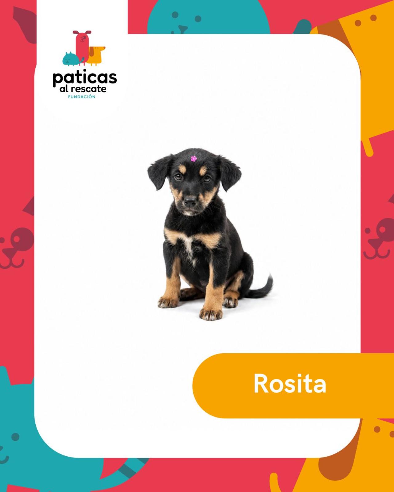 ADOPTA A ROSITA_1
