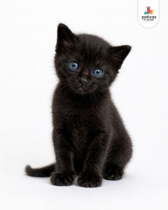 ADOPTA A AZUL_3