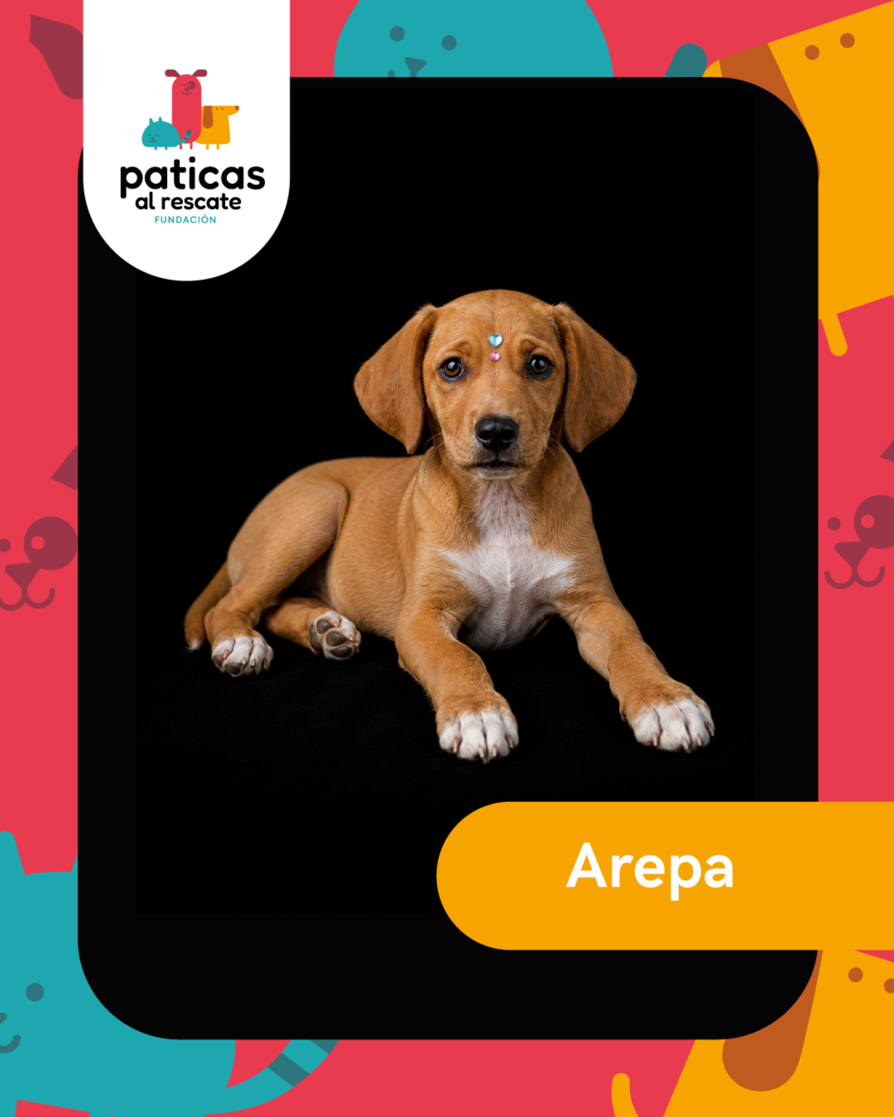 ADOPTA A AREPITA - Paticas al Rescate
