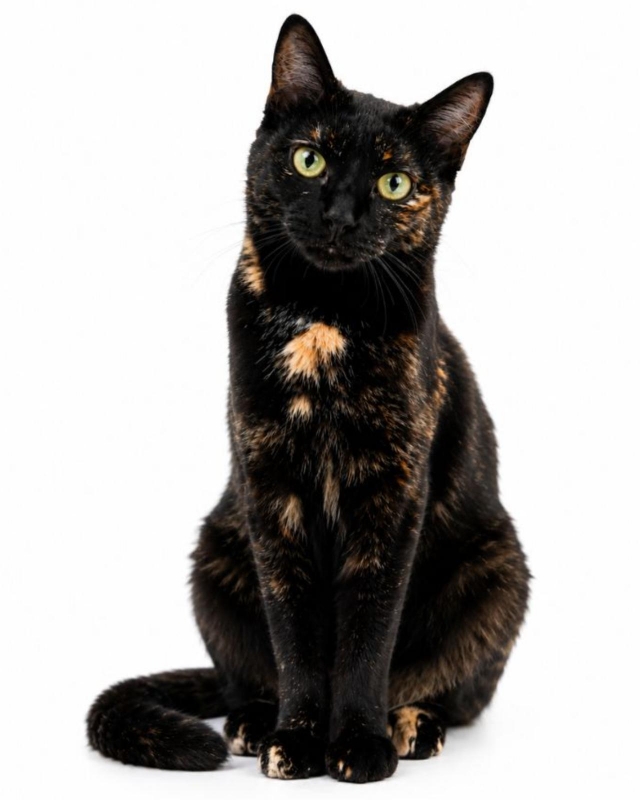ADOPTA A CHISPITA_3