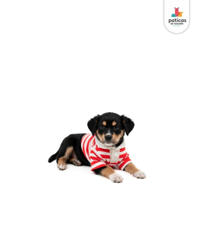 ADOPTA A PANCHO_7