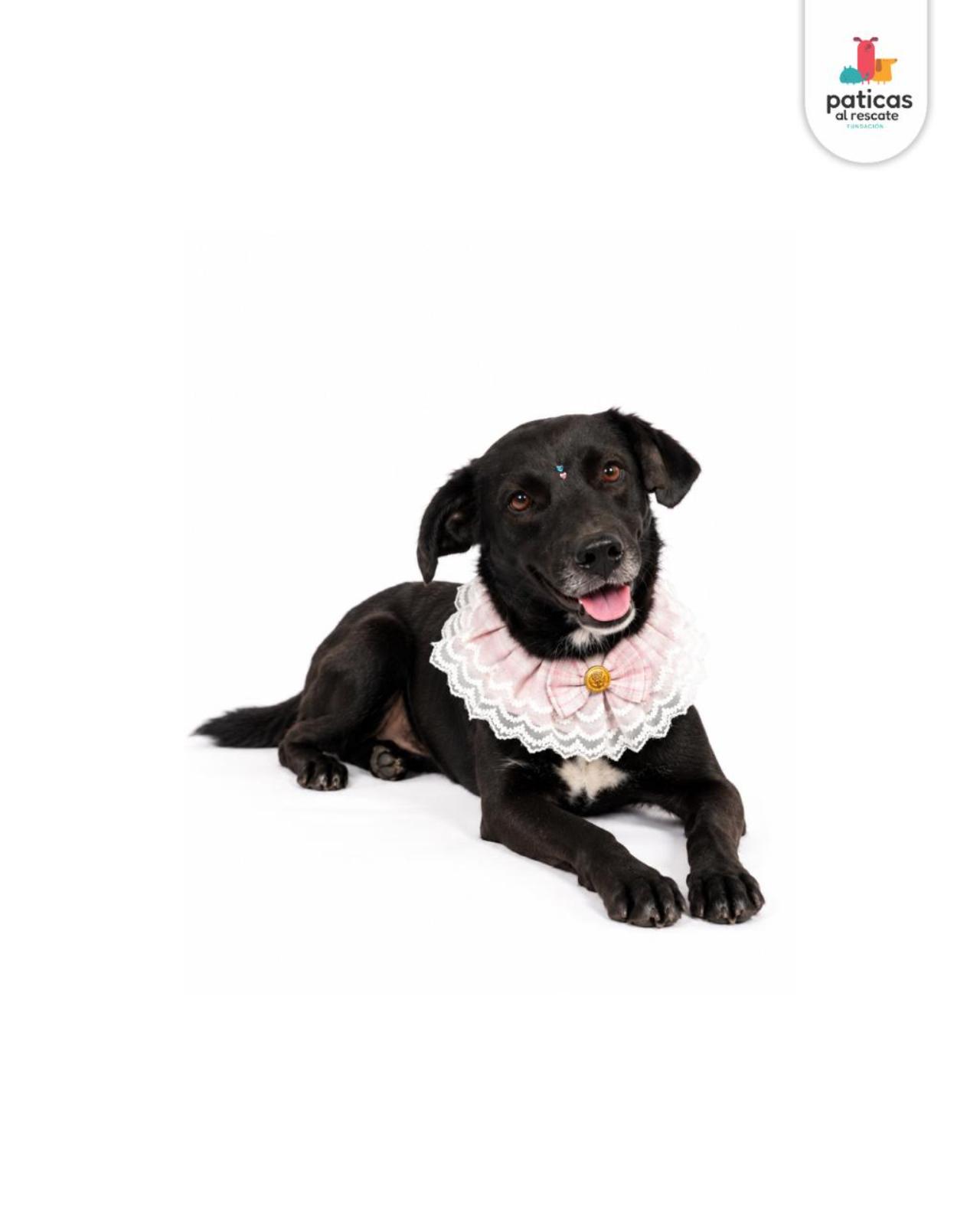 ADOPTA A TOMASITA _3