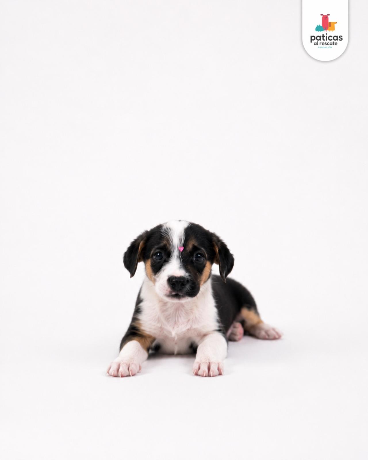 ADOPTA A MILAGROS_9