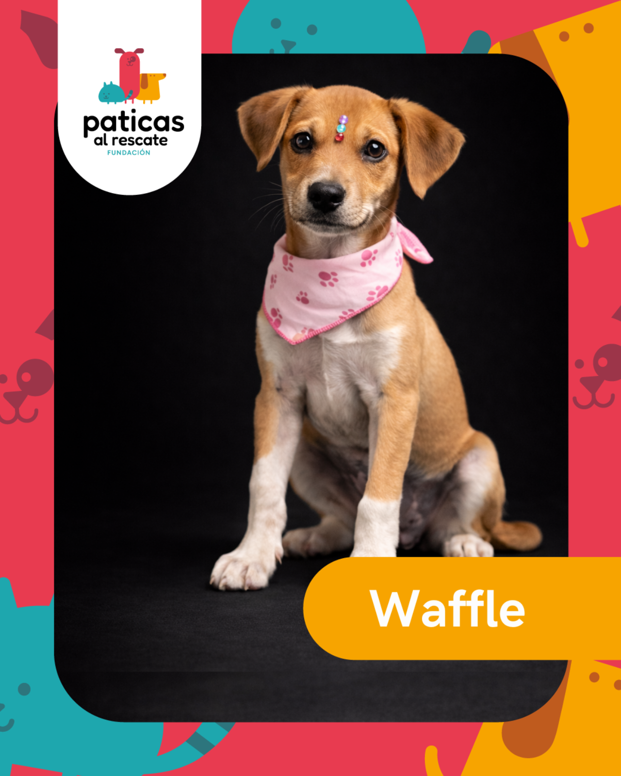 ADOPTA A WAFFLE - Paticas al Rescate