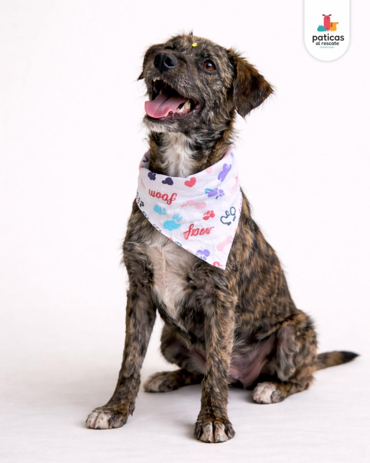 ADOPTA A PELUCHINA_3