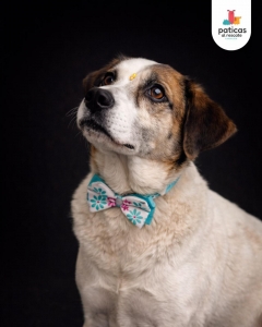 ADOPTA A LULÚ_6