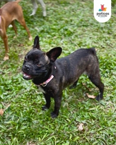 Adopta a Lila_10