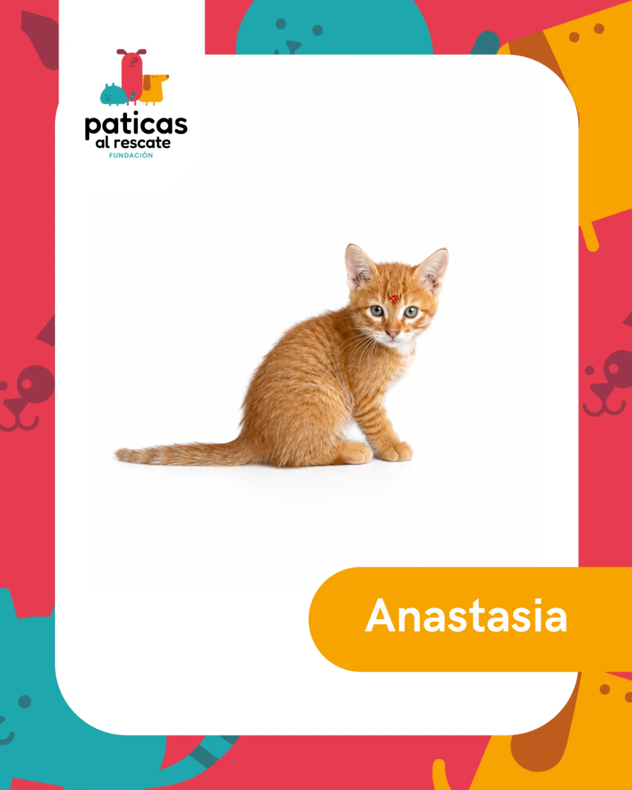 ADOPTA A ANASTASIA - Paticas al Rescate