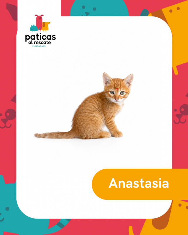 ADOPTA A ANASTASIA_1
