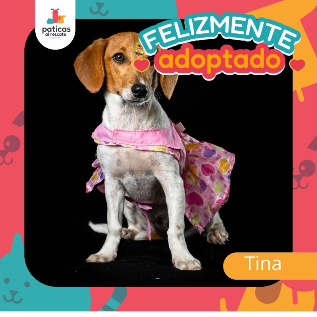 ADOPTA A TINA - Paticas al Rescate