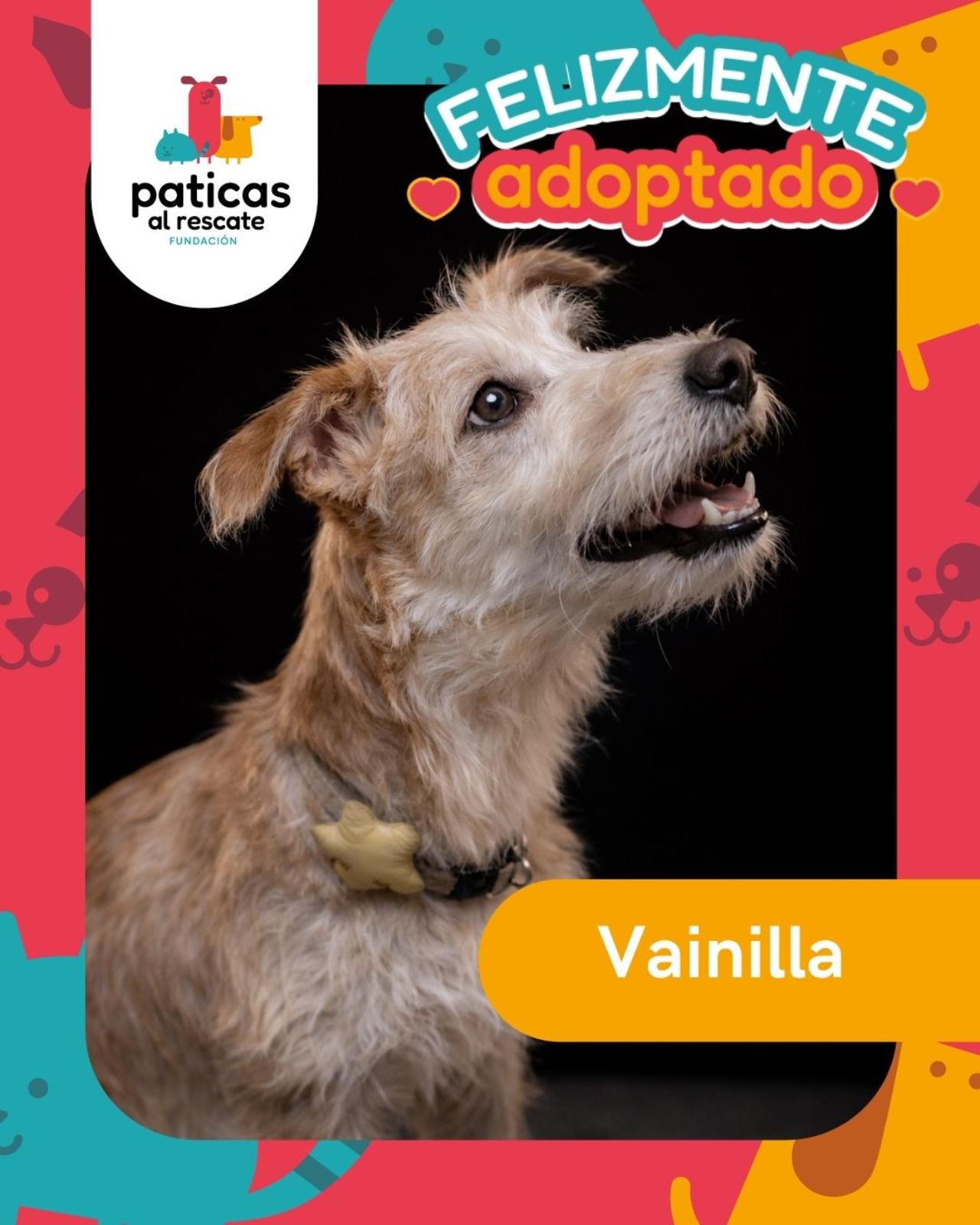 ADOPTA A VAINILLA - Paticas al Rescate