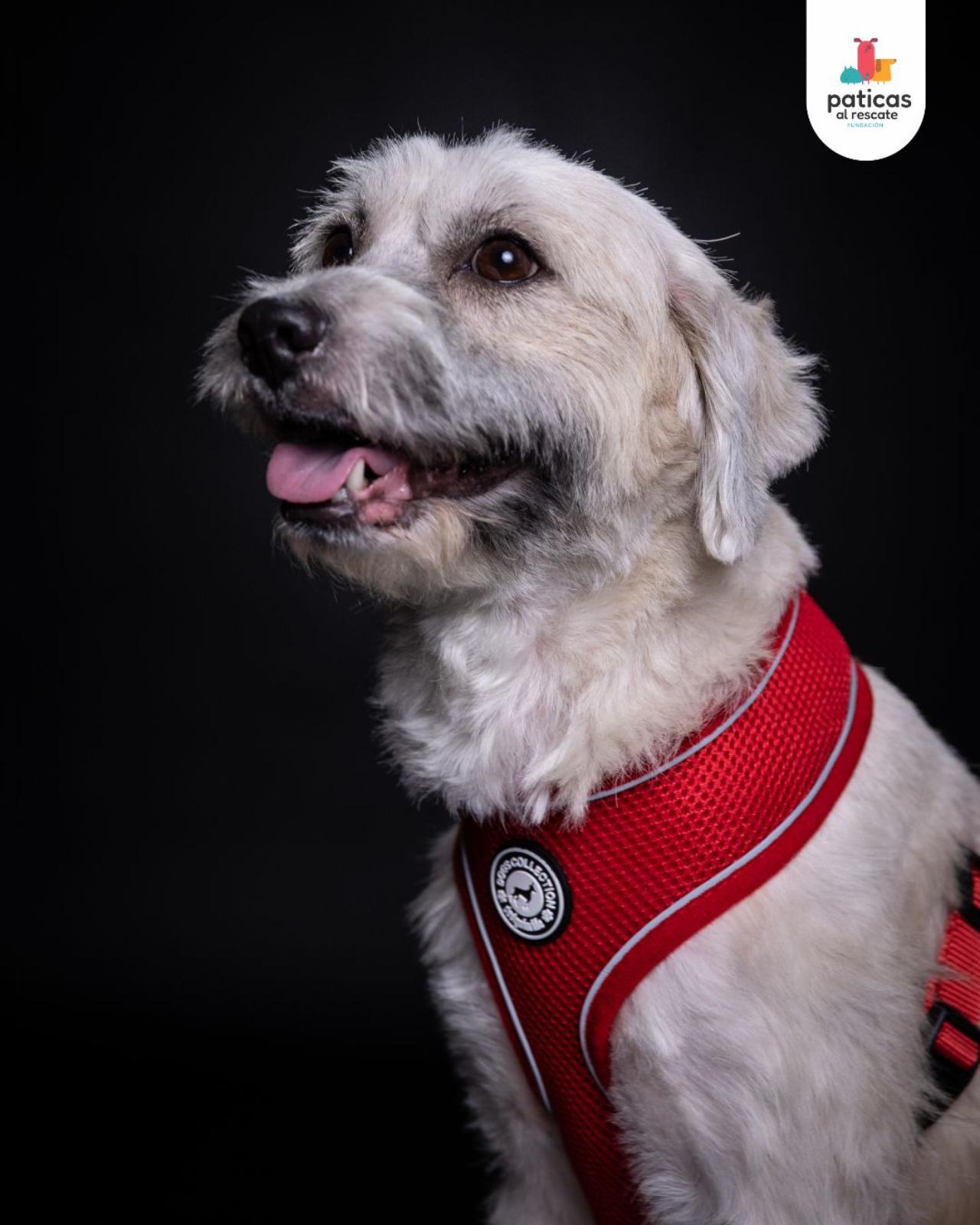 ADOPTA A BRUMA_6