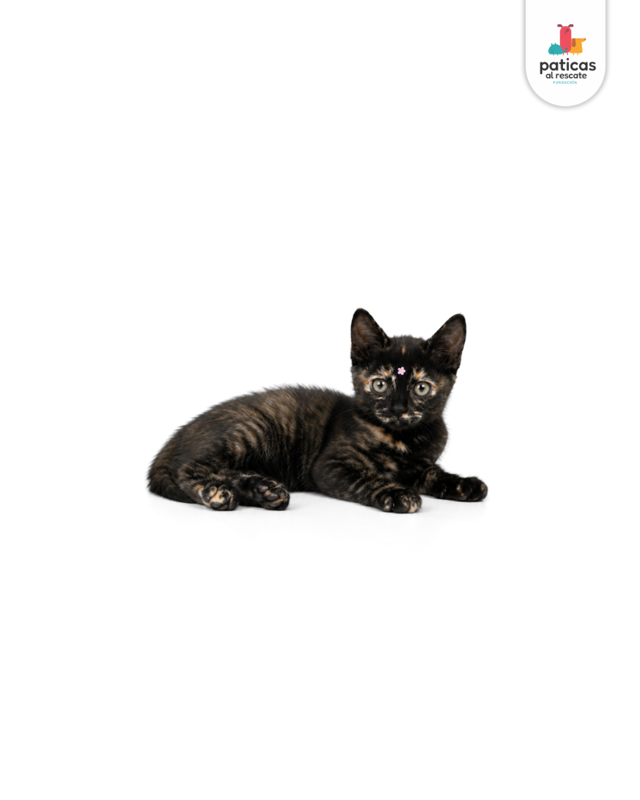 ADOPTA A PRIMAVERA_4