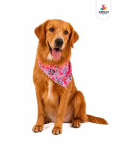ADOPTA A SIMONA_4