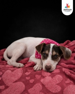 ADOPTA A LAUREL_3