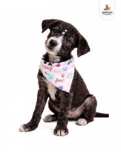 ADOPTA A PANDA_6