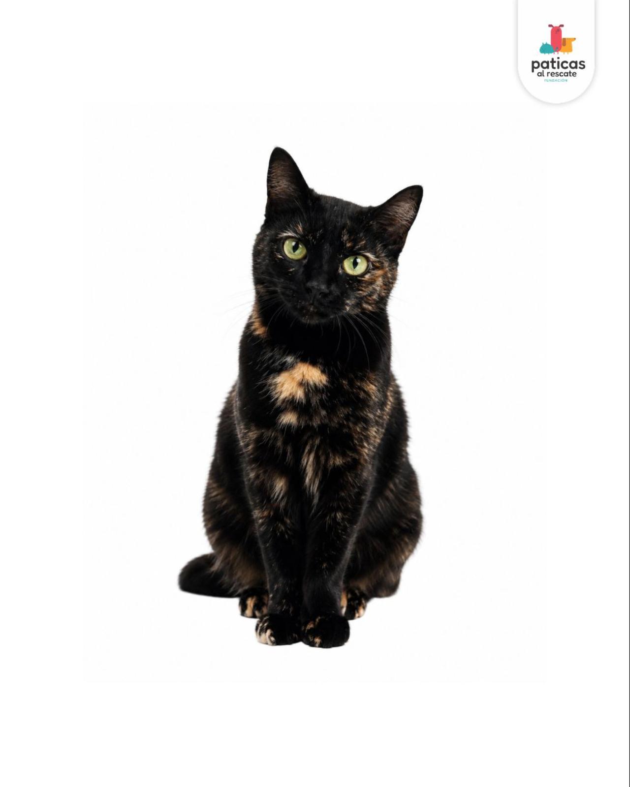 ADOPTA A CHISPITA_2