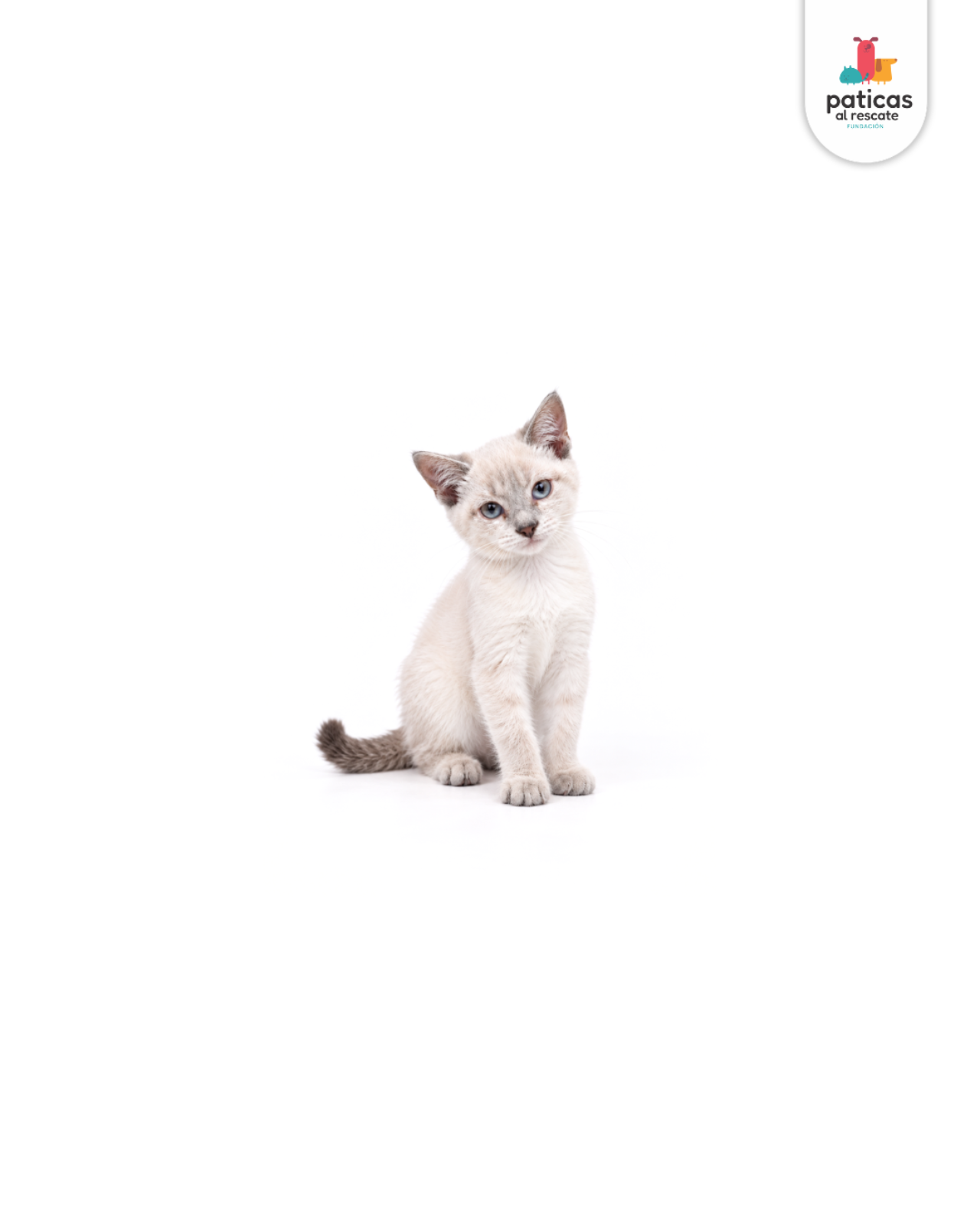 ADOPTA A CHANTILLY_2