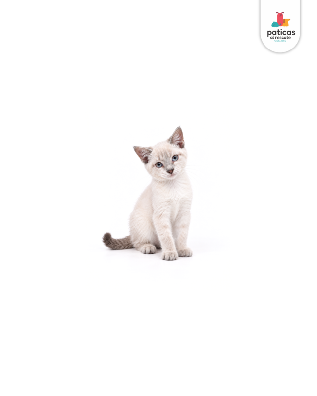 ADOPTA A CHANTILLY_2