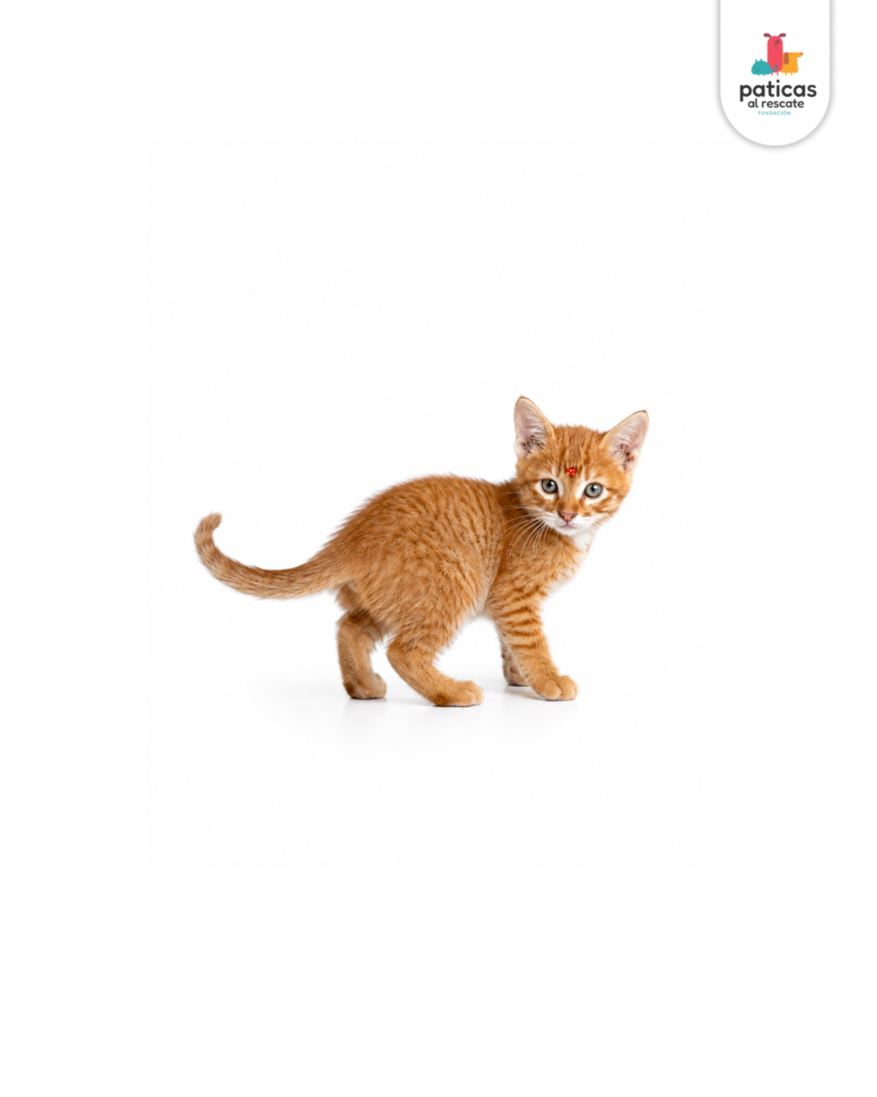 ADOPTA A ANASTASIA_2