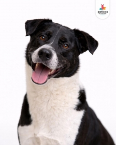 ADOPTA A MÍA_9