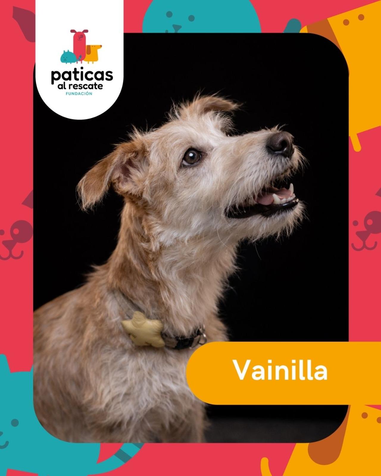 ADOPTA A VAINILLA_1