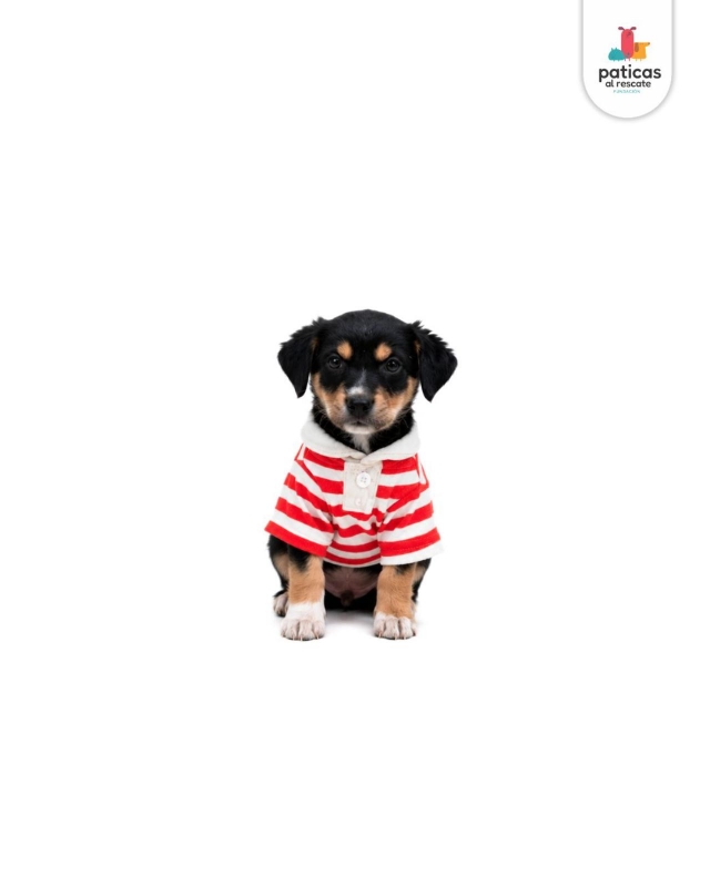 ADOPTA A PANCHO_5