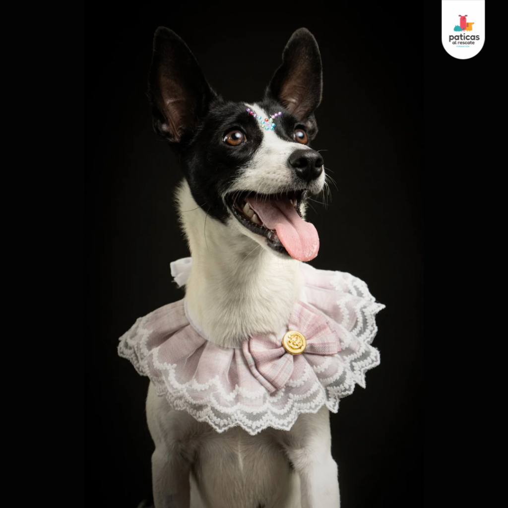 Adopta a Suki_5