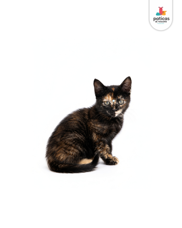 ADOPTA A MISSY_5