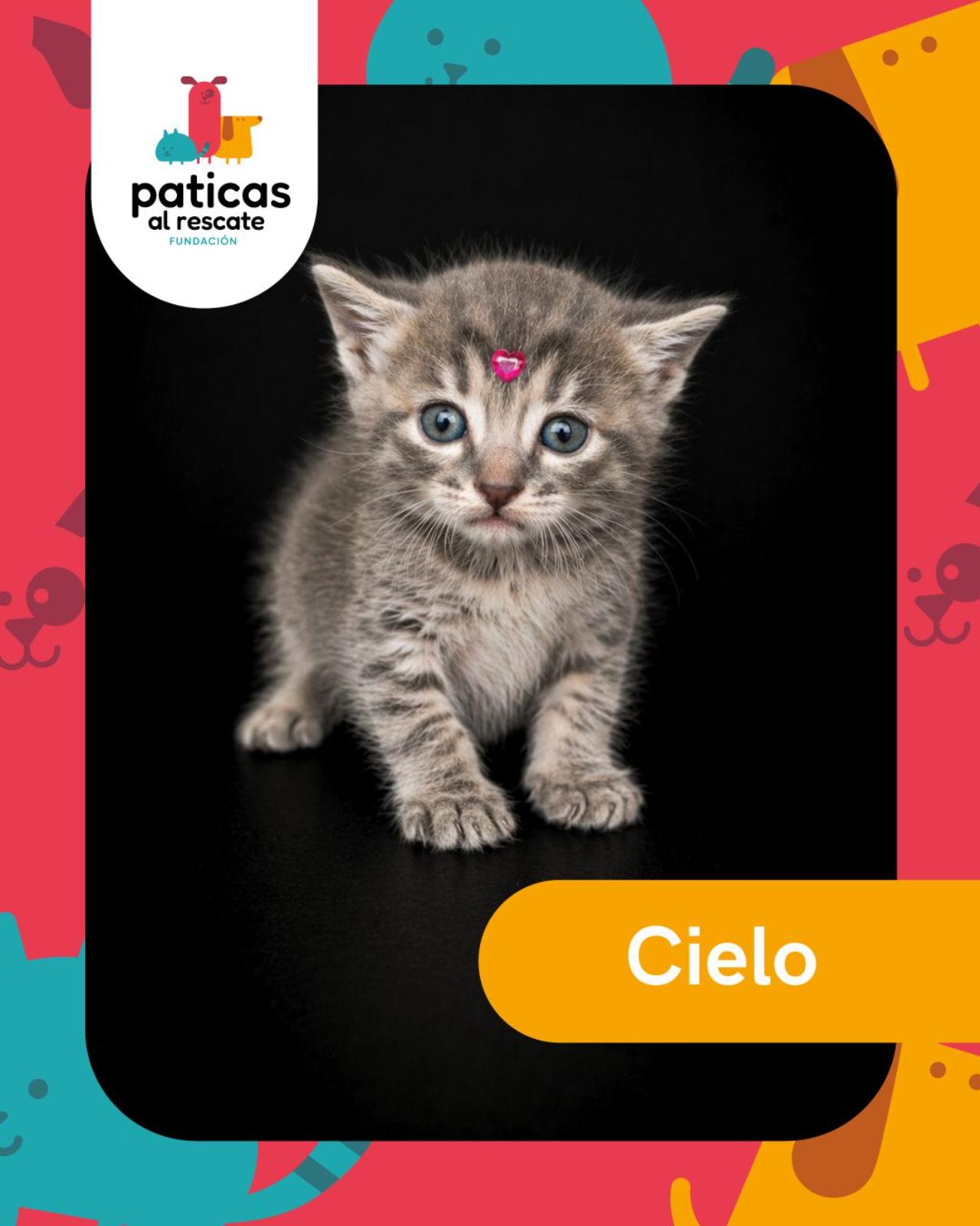 ADOPTA A CIELO_1