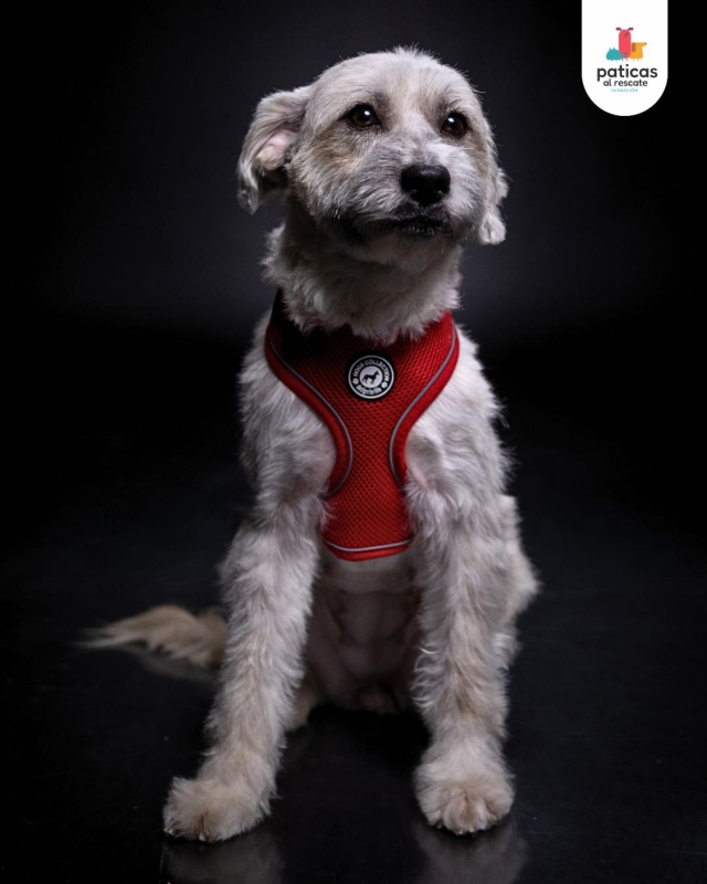 ADOPTA A BRUMA_7