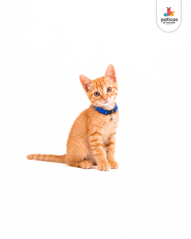 ADOPTA A OCÉANO_7